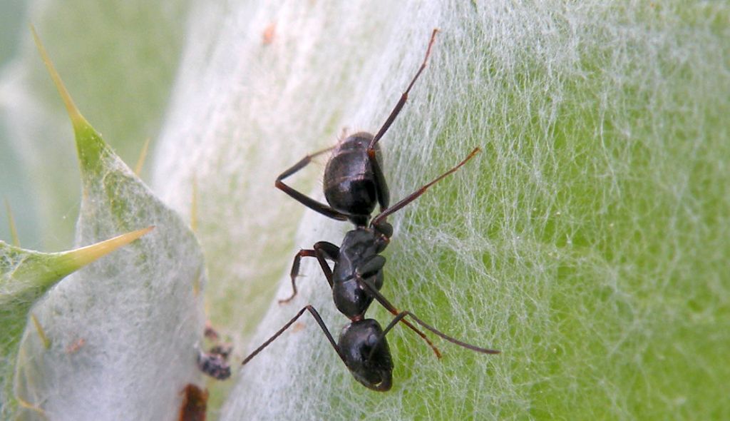 Camponotus aethiops sana ammalata (o, meglio, 